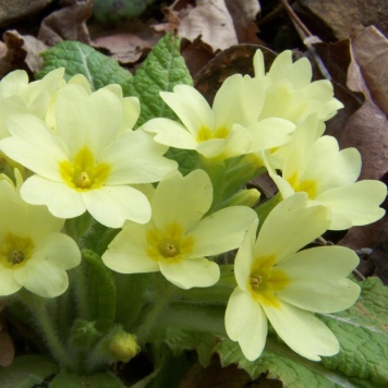 Primula-vulgaris-(Primrose)